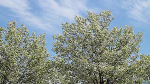 Blooming apple tree Stock Footage 38038649