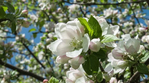 Blooming apple tree Stock Footage 38686717