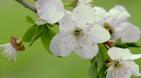Blooming apple tree Stock Footage 49328098