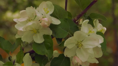 Blooming apple tree 動画素材 49358715