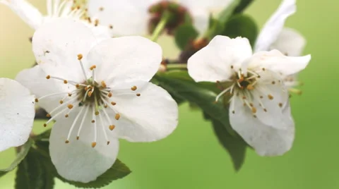 Blooming apple tree Stock Footage 49369408