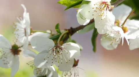 Blooming apple tree Stock Footage 49384502
