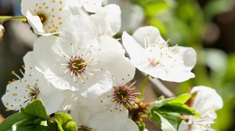 Blooming apple tree Stock Footage 49387008