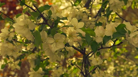 Blooming apple tree 動画素材 49397218