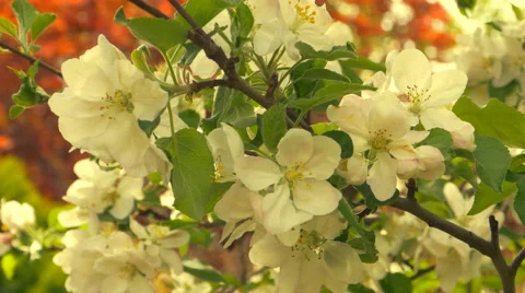 Blooming apple tree 스톡 동영상 49402113