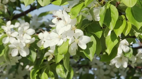 Blooming apple tree Stock Footage 49447660