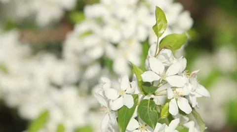 Blooming apple tree Stock Footage 49447676