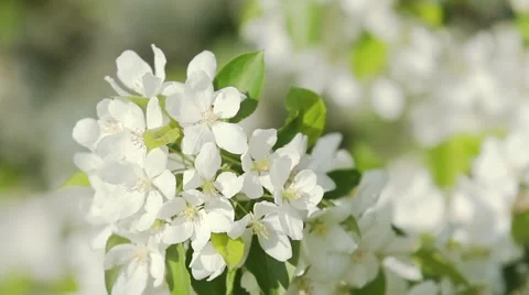 Blooming apple tree Stock Footage 49447679