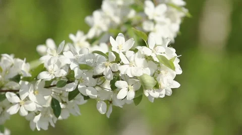 Blooming apple tree Stock Footage 49447710