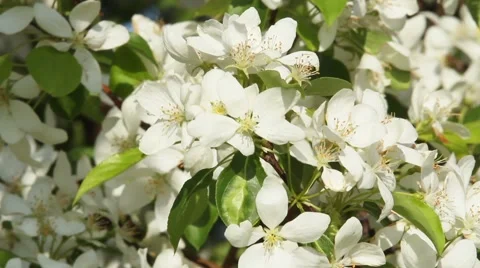 Blooming apple tree Video stock 49447797