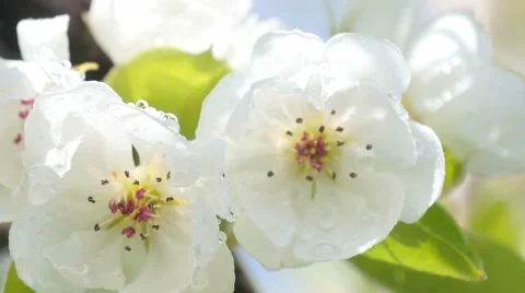 Blooming apple tree Stock Footage 49542981