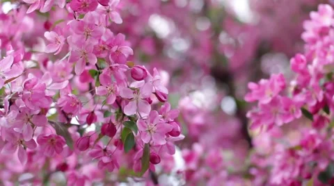 Blooming apple tree Stock Footage 50136518