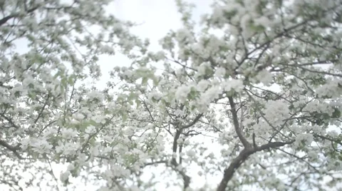 Blooming Apple tree Stock Footage 62994693