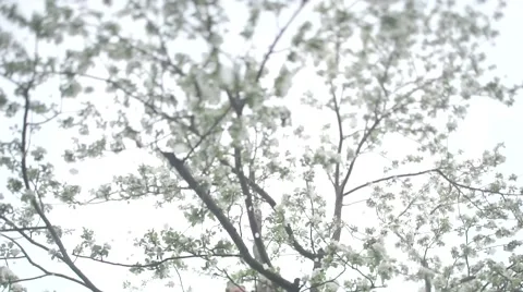 Blooming Apple tree Stock Footage 62994785
