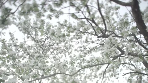 Blooming Apple tree Stock Footage 62994796