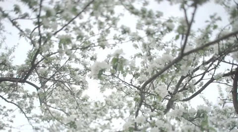 Blooming Apple tree Stock Footage 62995170