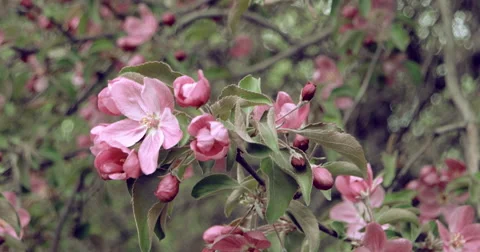 Blooming apple tree Stock Footage 63218777