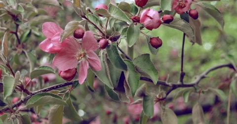 Blooming apple tree Stock Footage 63219802