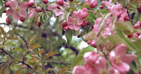 Blooming apple tree Stock Footage 63219874