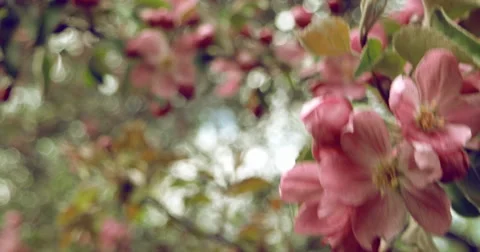 Blooming apple tree Stock Footage 63220695