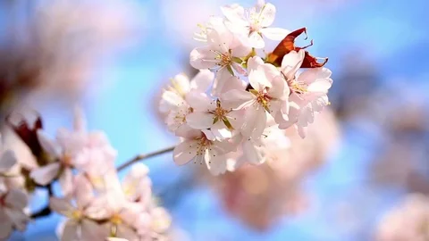 Blooming apple tree Stock Footage 74516109