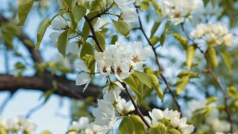 Blooming apple tree Stock Footage 76000420
