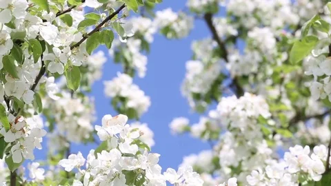 Blooming apple tree Stock Footage 76128215