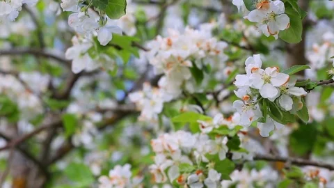 Blooming apple tree Stock Footage 76128224