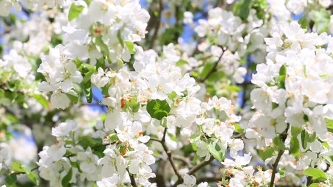 Blooming apple tree Stock Footage 76128226