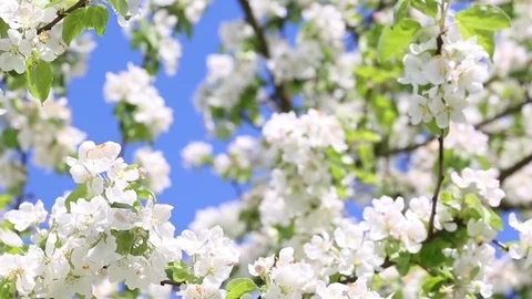 Blooming apple tree Stock Footage 76128261