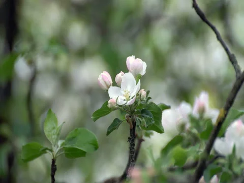 Blooming apple tree Vídeo Stock 76128743