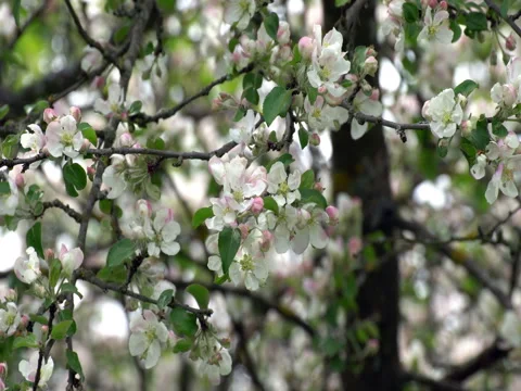 Blooming apple tree Video stock 76128935