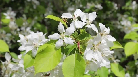 Blooming apple tree Stock Footage 76439468