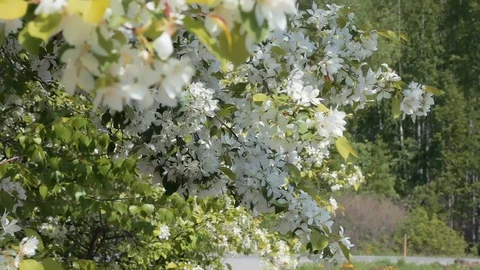 Blooming apple tree 動画素材 76439558