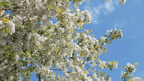 Blooming apple tree Stock Footage 76439768
