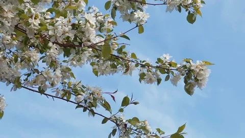Blooming apple tree Stock Footage 76439784