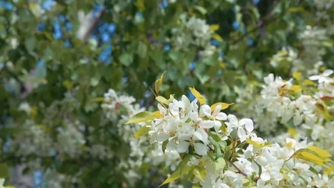 Blooming apple tree Stock Footage 76439806