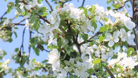 Blooming apple tree Stock Footage 89957303