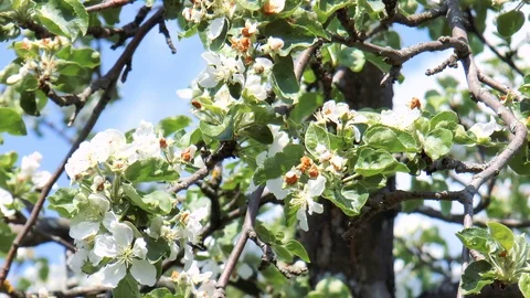 Blooming apple tree Stock Footage 89958289