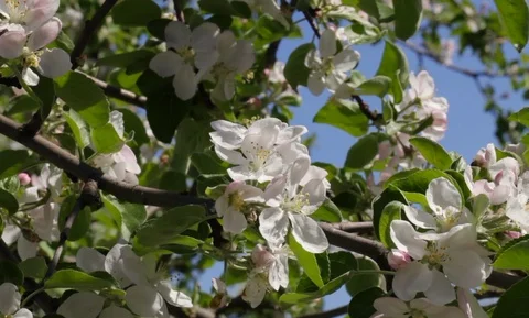 Blooming apple tree. Stock Footage 90265305