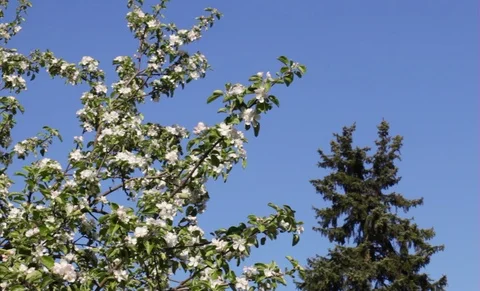 Blooming apple tree. Stock Footage 90265356