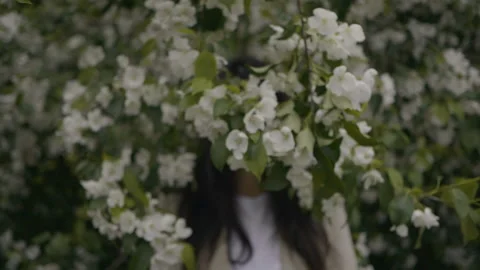 Blooming apple tree Stock Footage 95308185