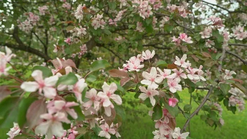 Blooming apple tree Stock Footage 97987916