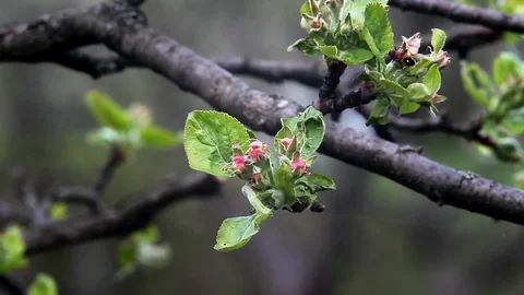 Blooming Apple Tree Stock Footage 99116773