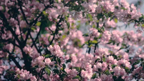 Blooming Apple Tree Stock Footage 104076813