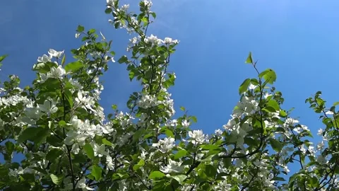 Blooming apple tree. Stock Footage 131618216