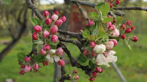 Blooming apple tree Stock Footage 132123157