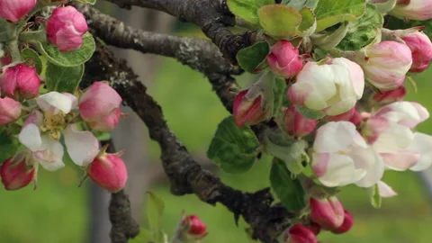 Blooming apple tree Stock Footage 132123731