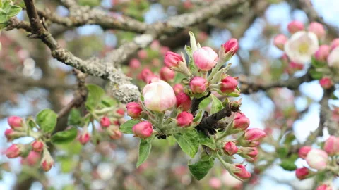 Blooming apple tree Stock Footage 132123876