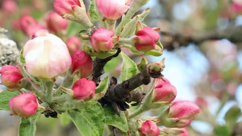 Blooming apple tree Stock Footage 132123899